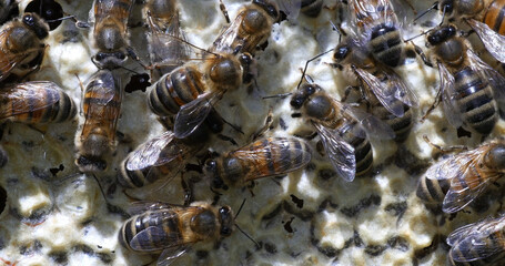 European Honey Bee, apis mellifera, Bees on a shelf whose alveolus are filled with honey,, Normandy