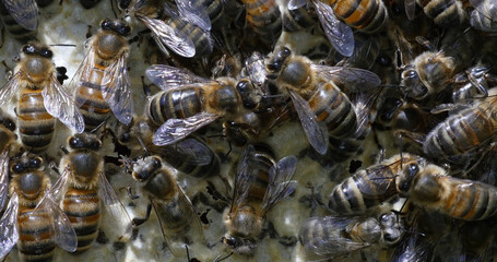 European Honey Bee, apis mellifera, Bees working on alveolus, Normandy