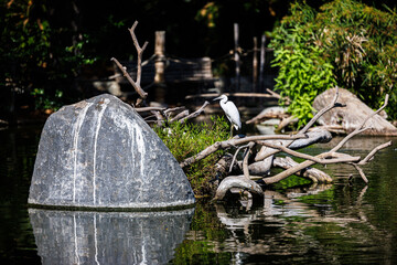 egret perched on a branch over a pond