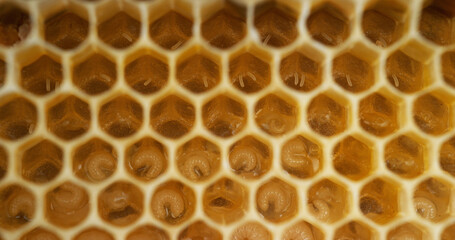 European Honey Bee, apis mellifera, Bee Brood and Alveolus filled with Larvaes and Eggs, Bee Hive in Normandy