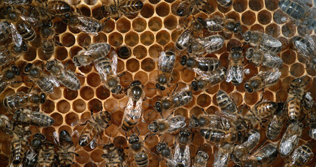 European Honey Bee, apis mellifera, Bees working on Alveolus, Bee Hive in Normandy