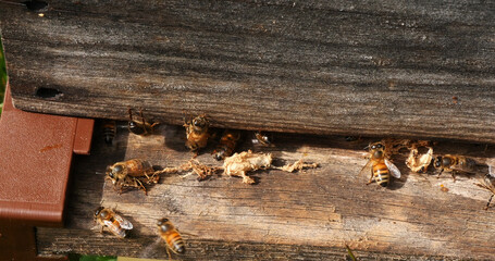 European Honey Bee, apis mellifera, cocoon of false ringworm released from the hive by the...