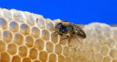 European Honey Bee, apis mellifera, Queen on a Young Wax Ray, Bee Hive in Normandy