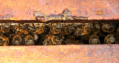 Fototapeta na wymiar |European Honey Bee, apis mellifera, Bee Space, Bee Hive in Normandy