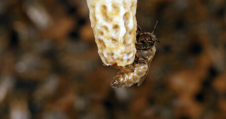 European Honey Bee, apis mellifera, Emergence of a Queen, Bee Hive in Normandy
