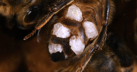 European Honey Bee, apis mellifera, wax bee that has patches of wax on its wax glands Bee Hive in...