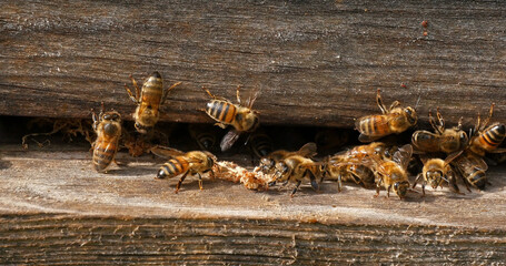 European Honey Bee, apis mellifera, cocoon of false ringworm released from the hive by the...
