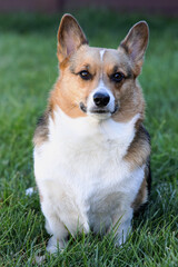 portrait of pembroke welsh corgi sitting in green grass