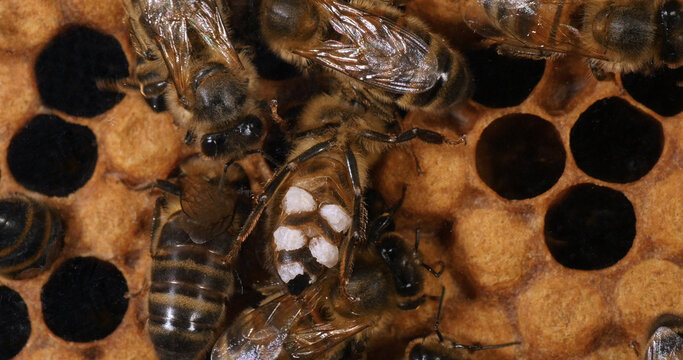 European Honey Bee, apis mellifera, wax bee that has patches of wax on its wax glands Bee Hive in Normandy