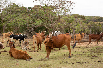 Vacas