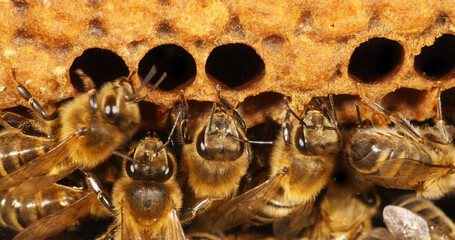 European Honey Bee, apis mellifera, Black Bees on Alveolus, Bee Hive in Normandy