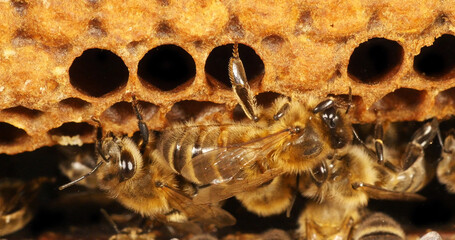 European Honey Bee, apis mellifera, Black Bees on Alveolus, Bee Hive in Normandy