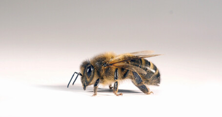 European Honey Bee, apis mellifera, Black Bee against White Background, Normandy