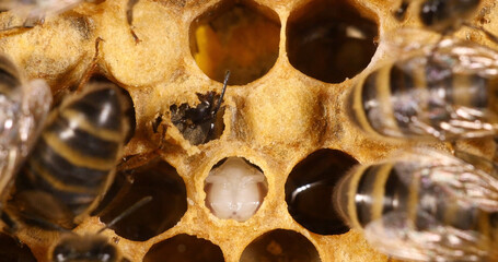 European Honey Bee, apis mellifera,the bee cuts its operculum before emergence,, Bee Hive in...