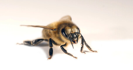 European Honey Bee, apis mellifera, Black Bee against White Background, Normandy