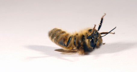 European Honey Bee, apis mellifera, Black Bee on a white background trying to turn around, Normandy