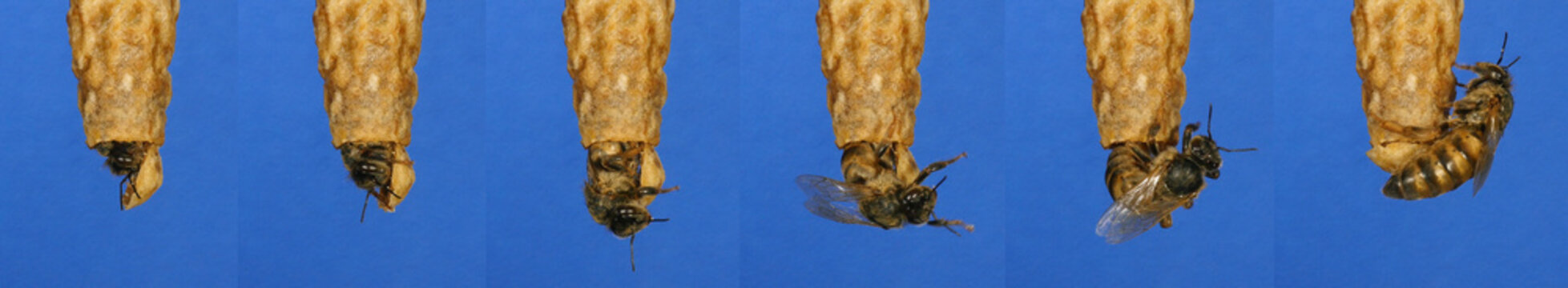 European Honey Bee, apis mellifera, emergence of a queen, Bee Hive in Normandy