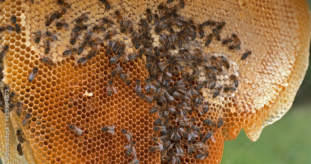 Wall mural european honey bee, apis mellifera, black bees on a wild ray, alveolus filled with honey, bee hive i