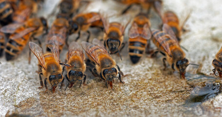 European Honey Bee, apis mellifera, Bees drinking Water on a Stone, Normandy