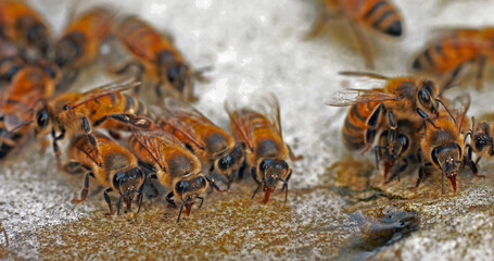 European Honey Bee, apis mellifera, Bees drinking Water on a Stone, Normandy