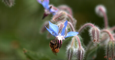 European Honey Bee, apis mellifera, Bee Booting a Borage Flower, Pollination Act, Normandy