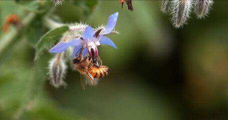 European Honey Bee, apis mellifera, Bee Booting a Borage Flower, Pollination Act, Normandy