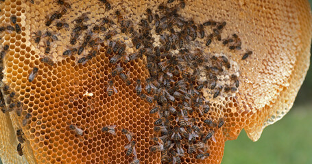 European Honey Bee, apis mellifera, Black Bees on a wild Ray, Alveolus filled with Honey, Bee Hive...