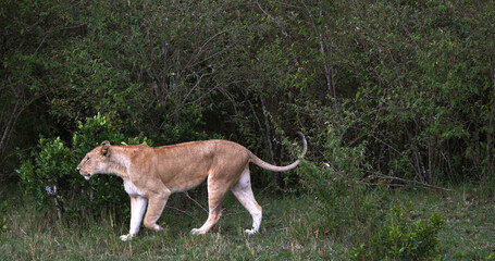 African Lion, panthera leo, Mother walking through Bush, Masai Mara Park in Kenya