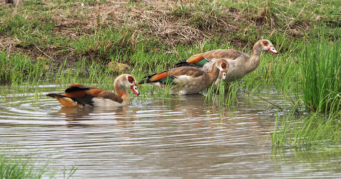 Egyptian Goose, alopochen aegyptiacus, Adults standing in Water, Nairobi National Park in Kenya