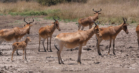 Hartebeest, alcelaphus buselaphus, Herd standing in Savanna, Nairobi Park in Kenya