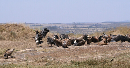 African white-backed vulture, gyps africanus, Group having Sun Bath , Nairobi Park in Kenya