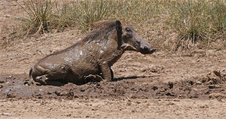 Warthog, phacochoerus aethiopicus, Adult having Mud Bath, Nairobi Park in Kenya