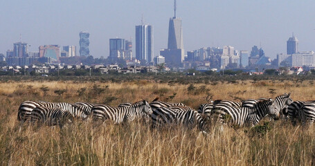 Grant's Zebra, equus burchelli boehmi, Herd at Nairobi Park in Kenya, Nairobi city in the back