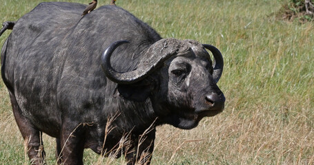 African Buffalo, syncerus caffer, Adult with Yellow Billed Oxpecker, buphagus africanus, Tsavo Park in Kenya