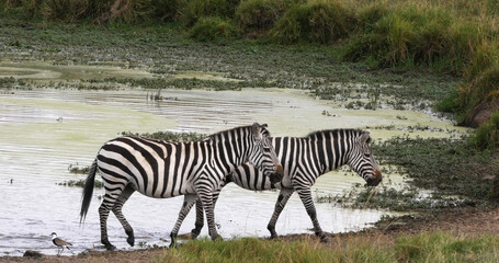 Fototapeta na wymiar Grant's Zebra, equus burchelli boehmi, Herd standing at the Water Hole, Masai Mara Park in Kenya