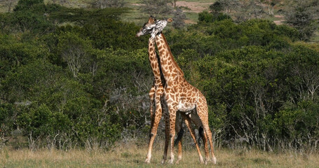 Masai Giraffe, giraffa camelopardalis tippelskirchi, Adults Fighting, Masai Mara Park in Kenya