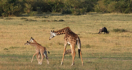Naklejka na ściany i meble Masai Giraffe, giraffa camelopardalis tippelskirchi, Mother and Calf walking through Savannah, Masai Mara Park in Kenya