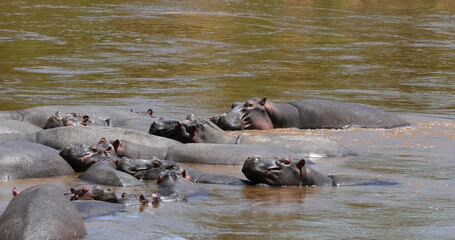 Fototapeta premium Hippopotamus, hippopotamus amphibius, Group standing in River, Masai Mara park in Kenya
