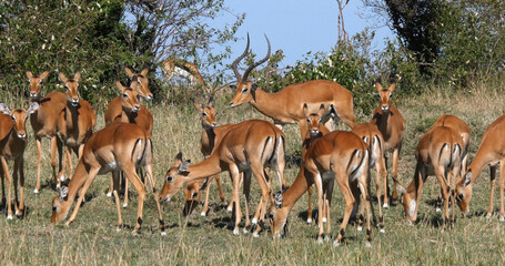 Naklejka na ściany i meble Impala, aepyceros melampus, Male and f Females, Masai Mara Park in Kenya