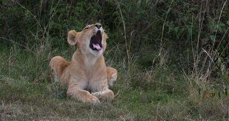 African Lion, panthera leo, Cub Yawning, Nairobi Park in Kenya