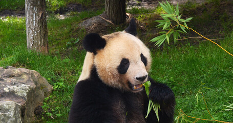 Fototapeta premium Giant Panda, ailuropoda melanoleuca, Adult eating Bamboo Branch
