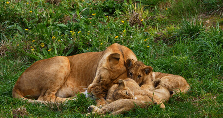 African Lion, panthera leo, Mother and Cub