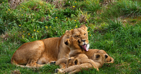 African Lion, panthera leo, Mother and Cub