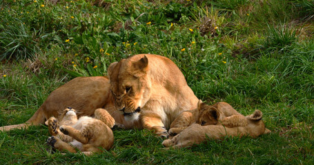 African Lion, panthera leo, Mother and Cub