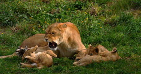 African Lion, panthera leo, Mother and Cub
