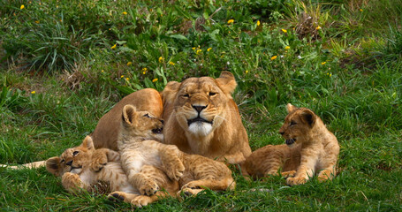 African Lion, panthera leo, Mother and Cub
