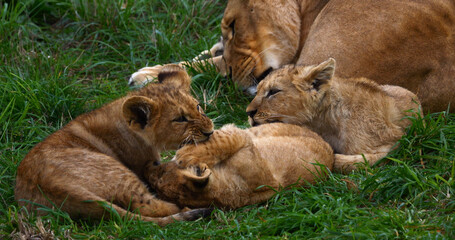 African Lion, panthera leo, Mother and Cub