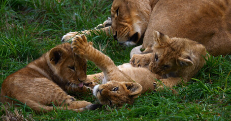 African Lion, panthera leo, Mother and Cub