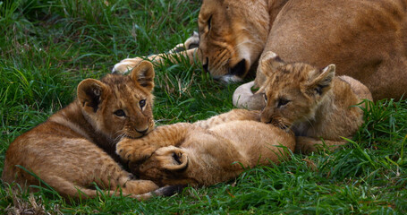 African Lion, panthera leo, Mother and Cub