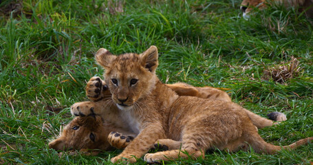 African Lion, panthera leo, Cub Playing